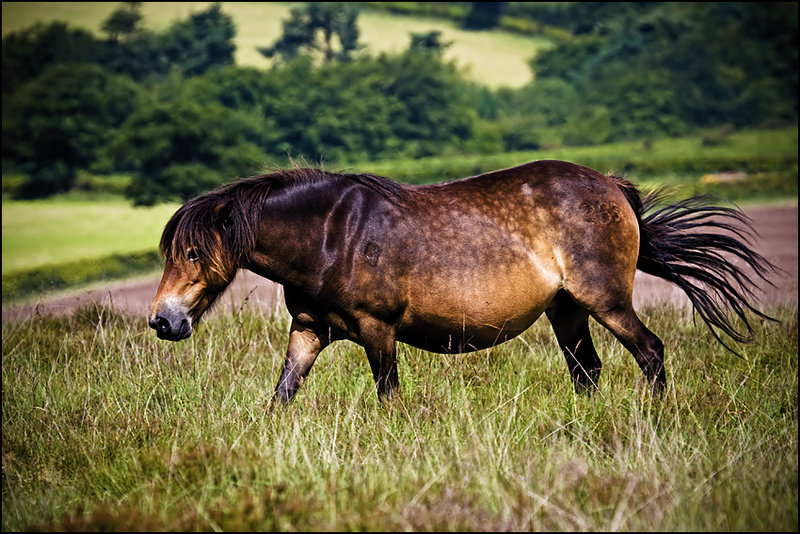 Exmoor Pony