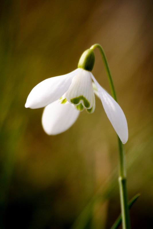 snowdrop 1.JPG