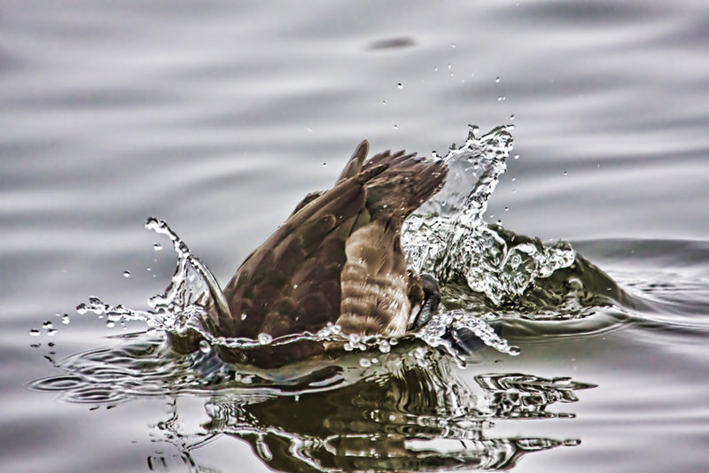 Tufted Duck Diving