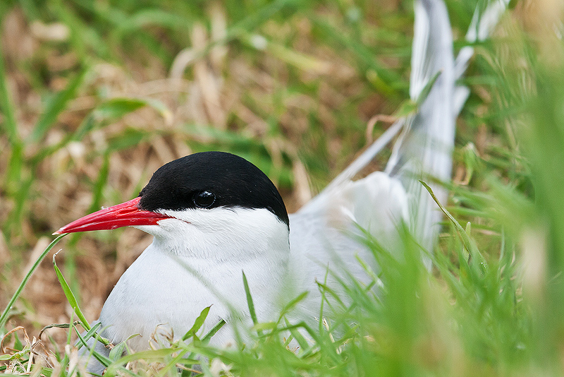 Arctic Tern