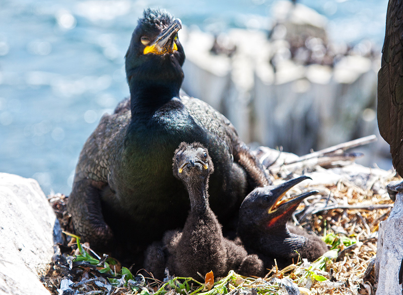 Shag and chick