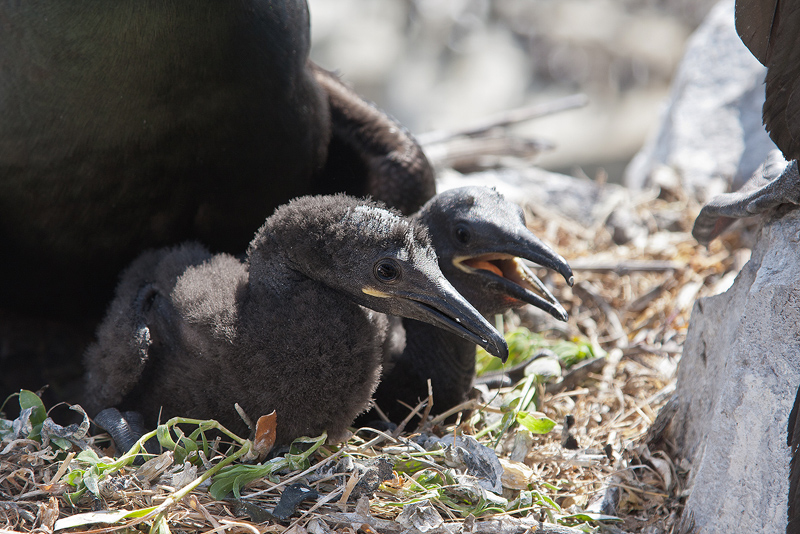 Shag chicks