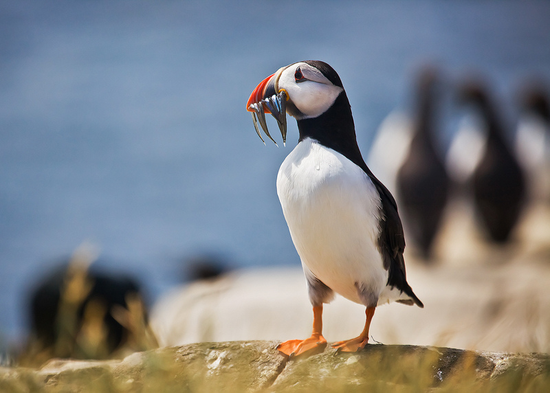 Puffin and sand eels