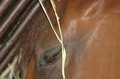 horse eating hay.JPG