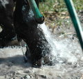 Hosing Down Hoof