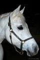 Arabian Horse