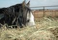 Pony Eating Hay