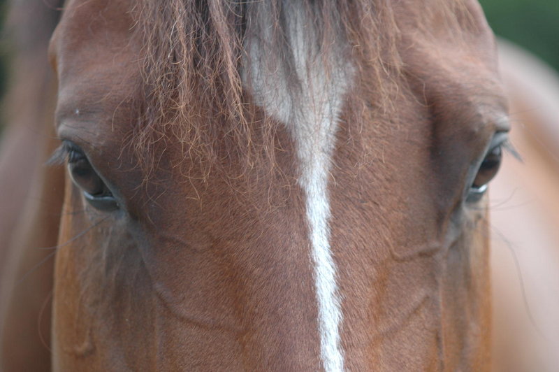 Horse Eyes JPG