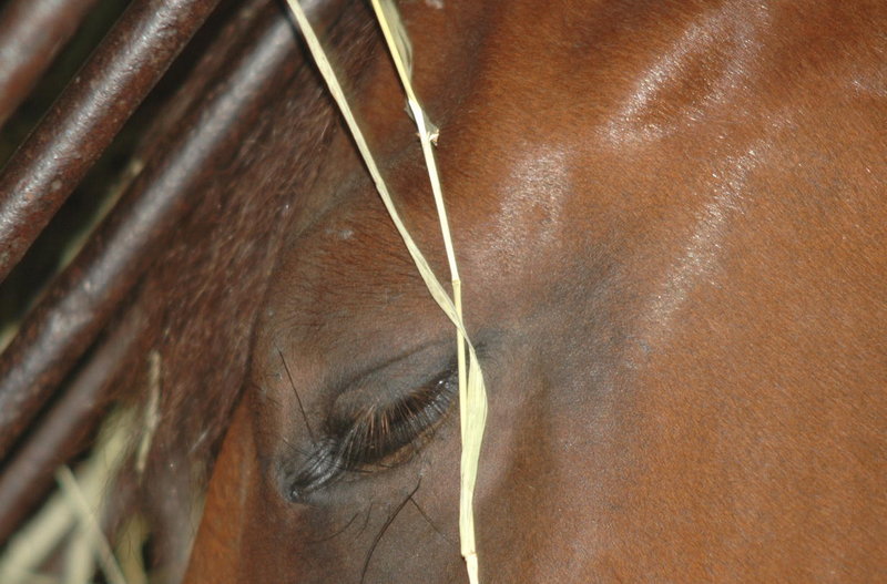 horse eating hay.JPG