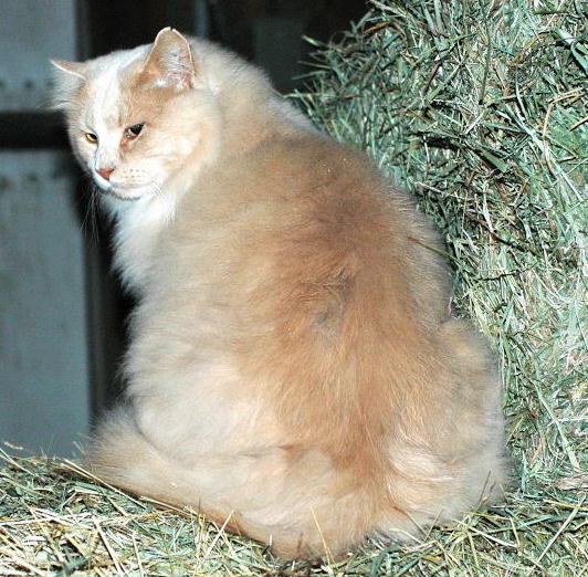 Barn Cat