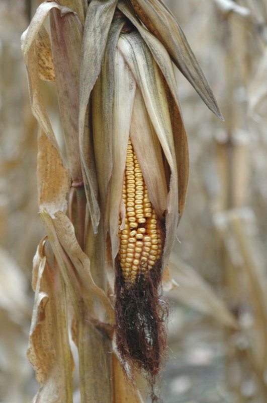 Corn in Fall