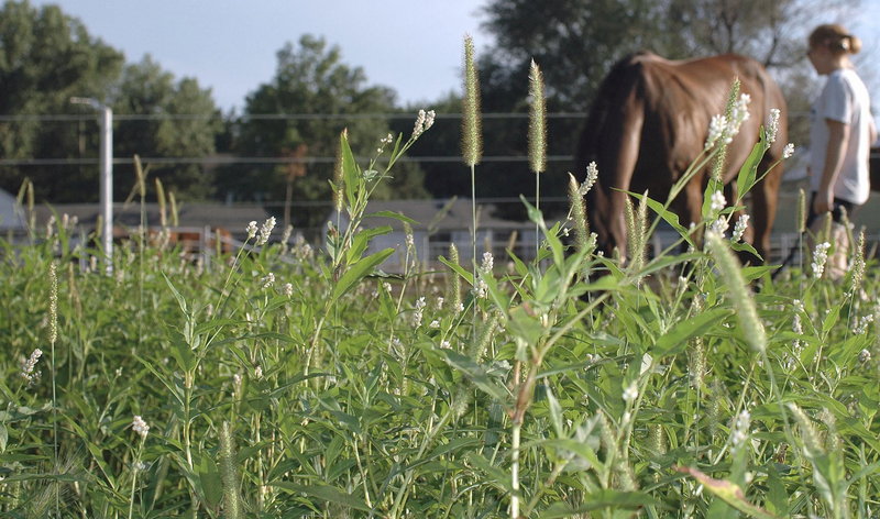 grazing 1.jpg