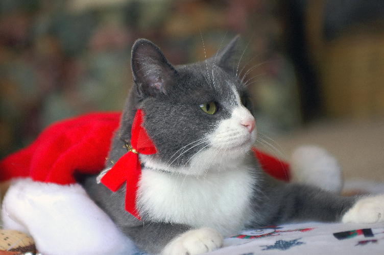 Christmas Cat