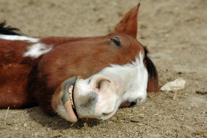 Sweet Dreams