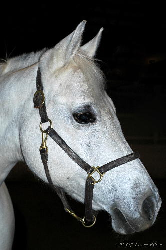 Arabian Horse