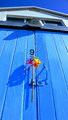 Pinwheel blue.