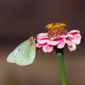 Green on Pink