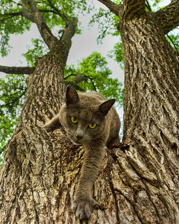 Climbing Down