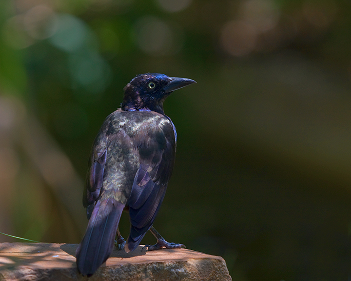 Colorful  Blackbird