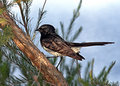 Willy-Wagtail-720-web.jpg