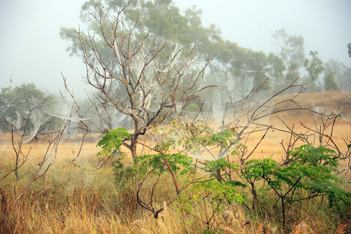 Cobwebbed Paddock on a Misty Morn.jpg