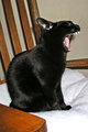 yawn.jpg