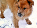 lousnow2.jpg