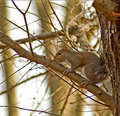 squirrel.jpg