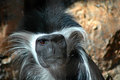 colobus.jpg