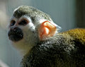 primate.jpg