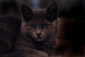 blue