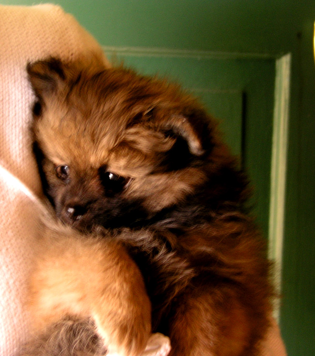 pom.jpg