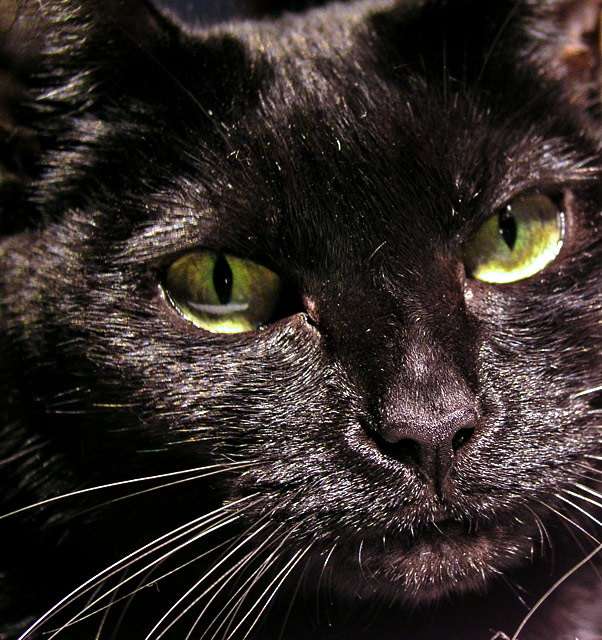 cold stare