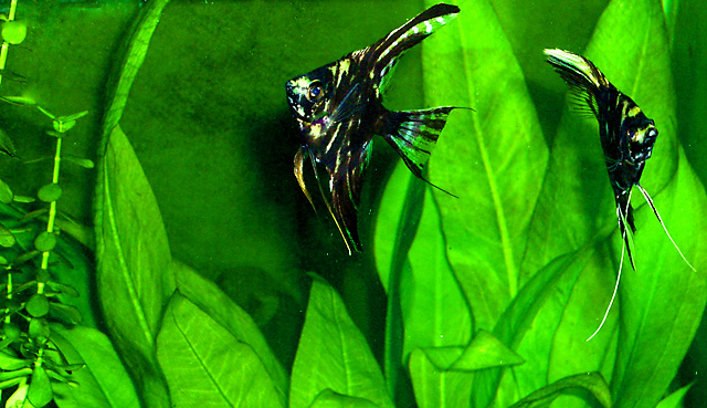 angelfish.jpg