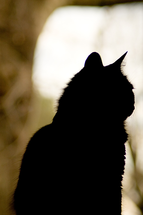 silhouette.jpg
