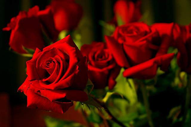 rose1.jpg