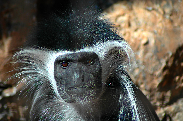 colobus.jpg