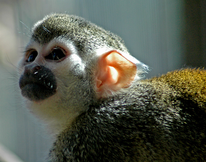 primate.jpg