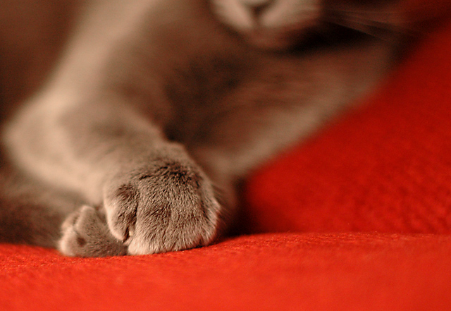paws