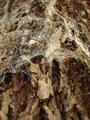 wood and web