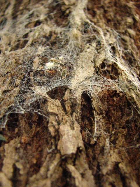 wood and web