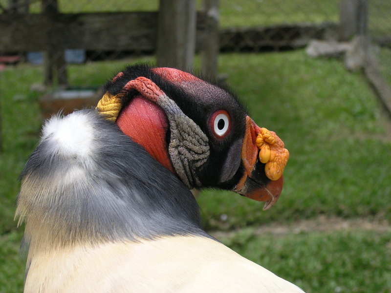 Condor