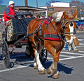 OK, this one is a Horse