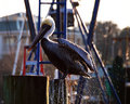 Wet Pelican