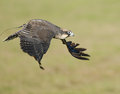 DSC_3575-SFW.jpg