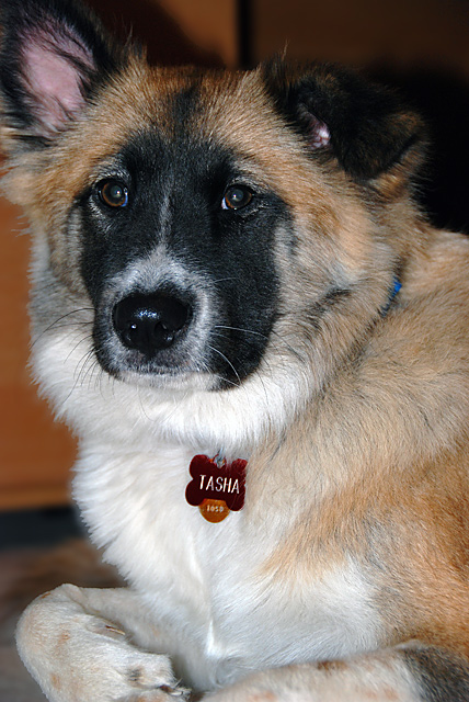 Tasha