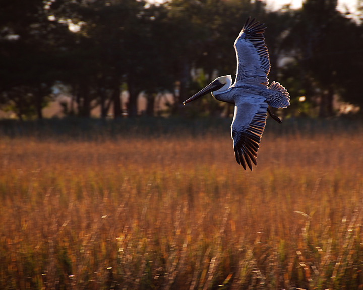 Pelican