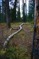 The trees are alive!