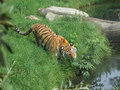 Tiger getting his morning fiber