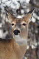 head_shot